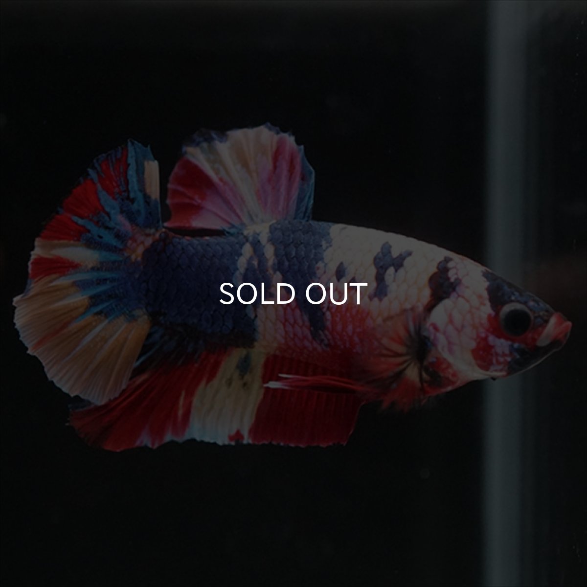 画像10: HMPK　キャンディレインボー (10)