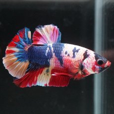 画像10: HMPK キャンディレインボー (10)