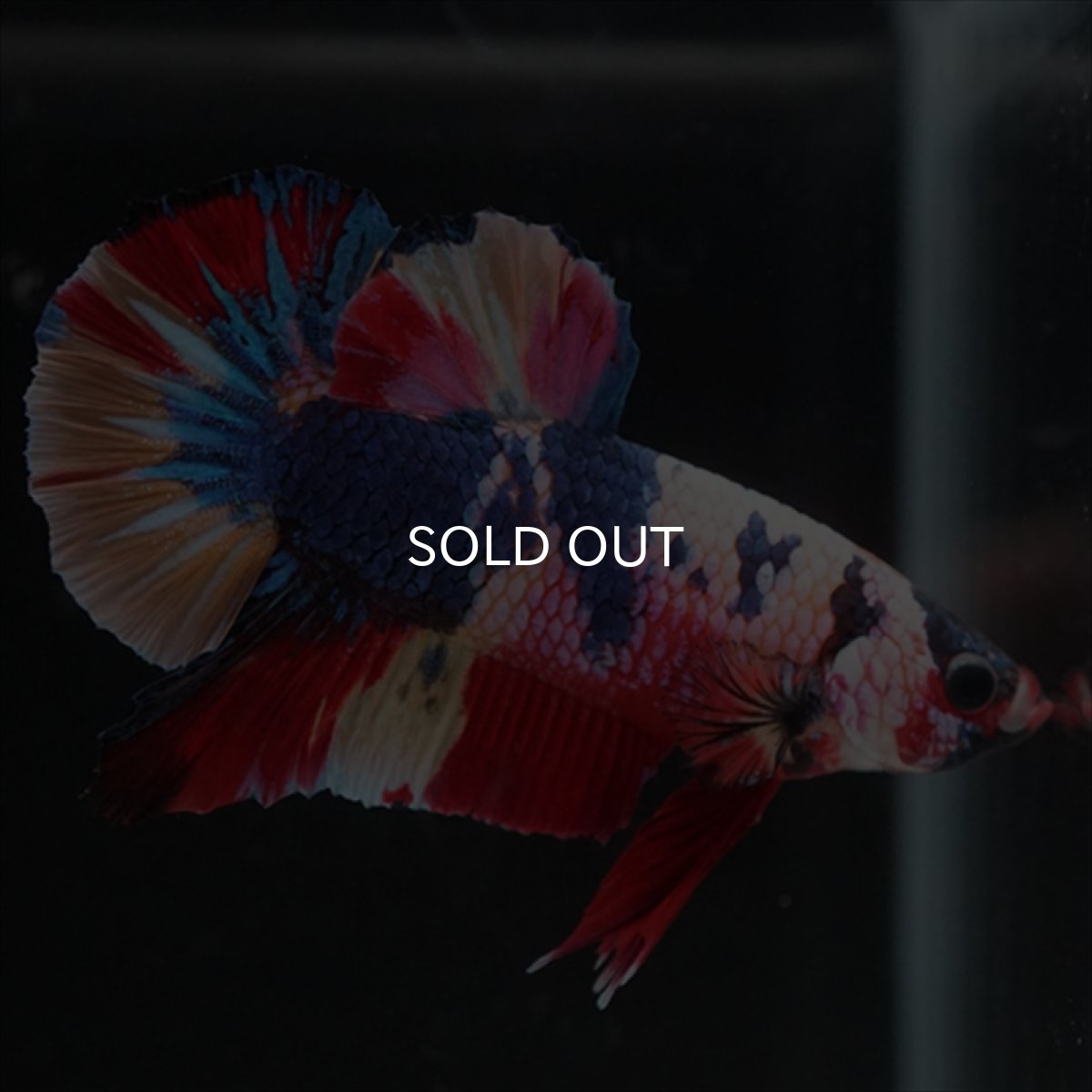 画像11: HMPK　キャンディレインボー (11)