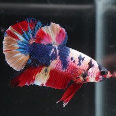 画像11: HMPK キャンディレインボー (11)