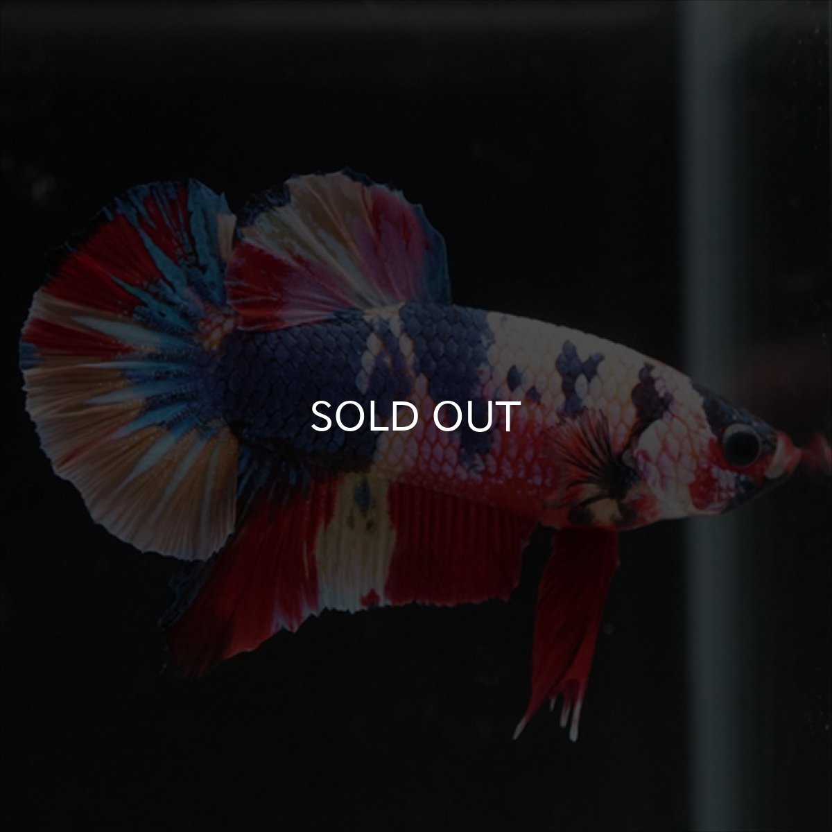 画像12: HMPK　キャンディレインボー (12)