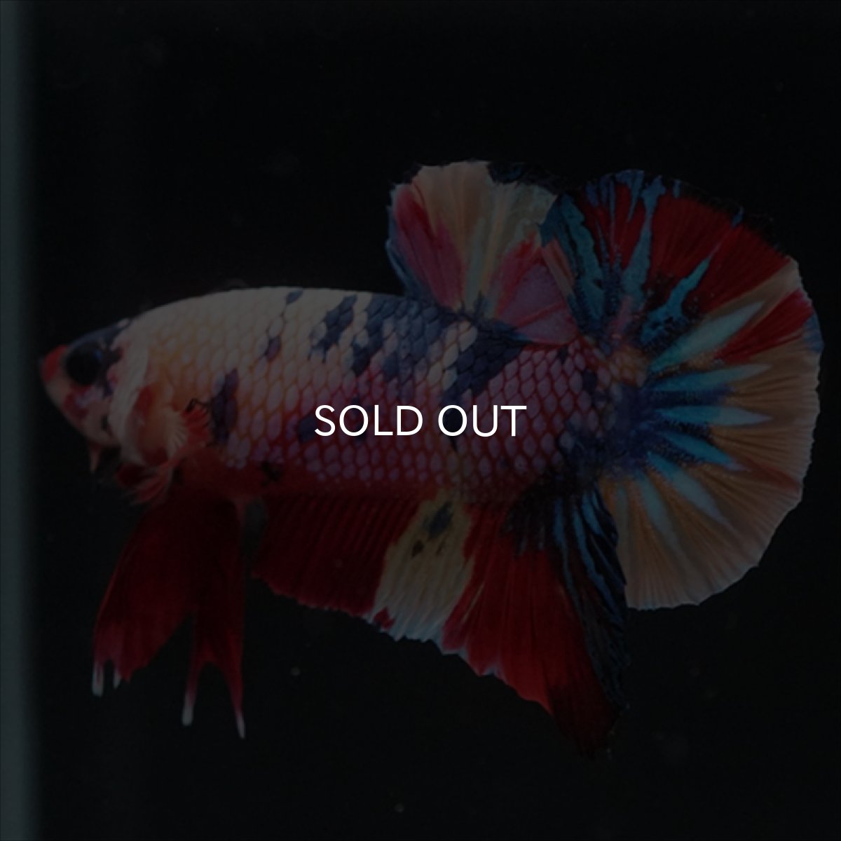 画像1: HMPK　キャンディレインボー (1)