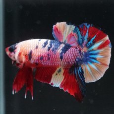 画像1: HMPK キャンディレインボー (1)