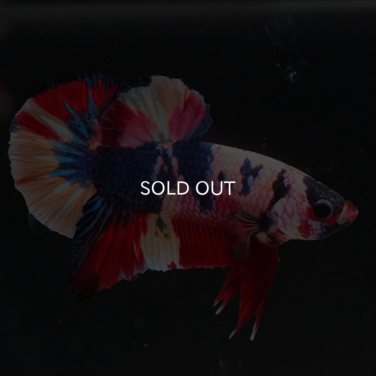 画像13: HMPK　キャンディレインボー (13)