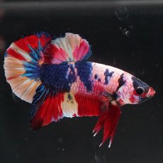 画像13: HMPK キャンディレインボー (13)