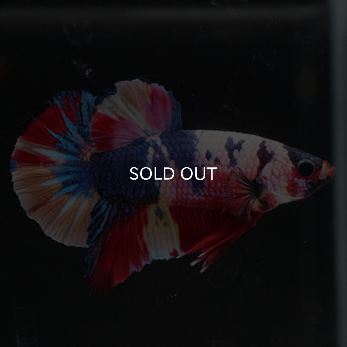 画像2: HMPK　キャンディレインボー (2)