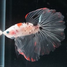 画像5: HM ファンシークリア (5)