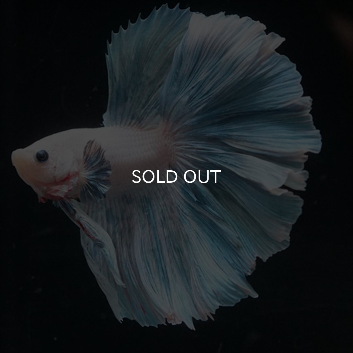 画像4: HM　ホワイトファンシー　ローズテール (4)