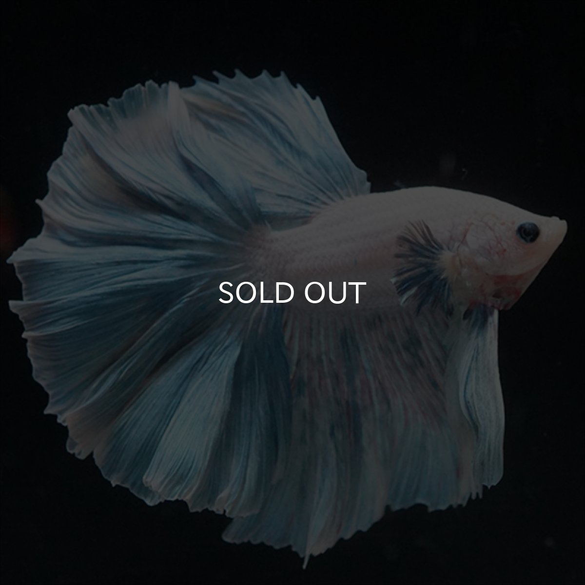 画像5: HM　ホワイトファンシー　ローズテール (5)