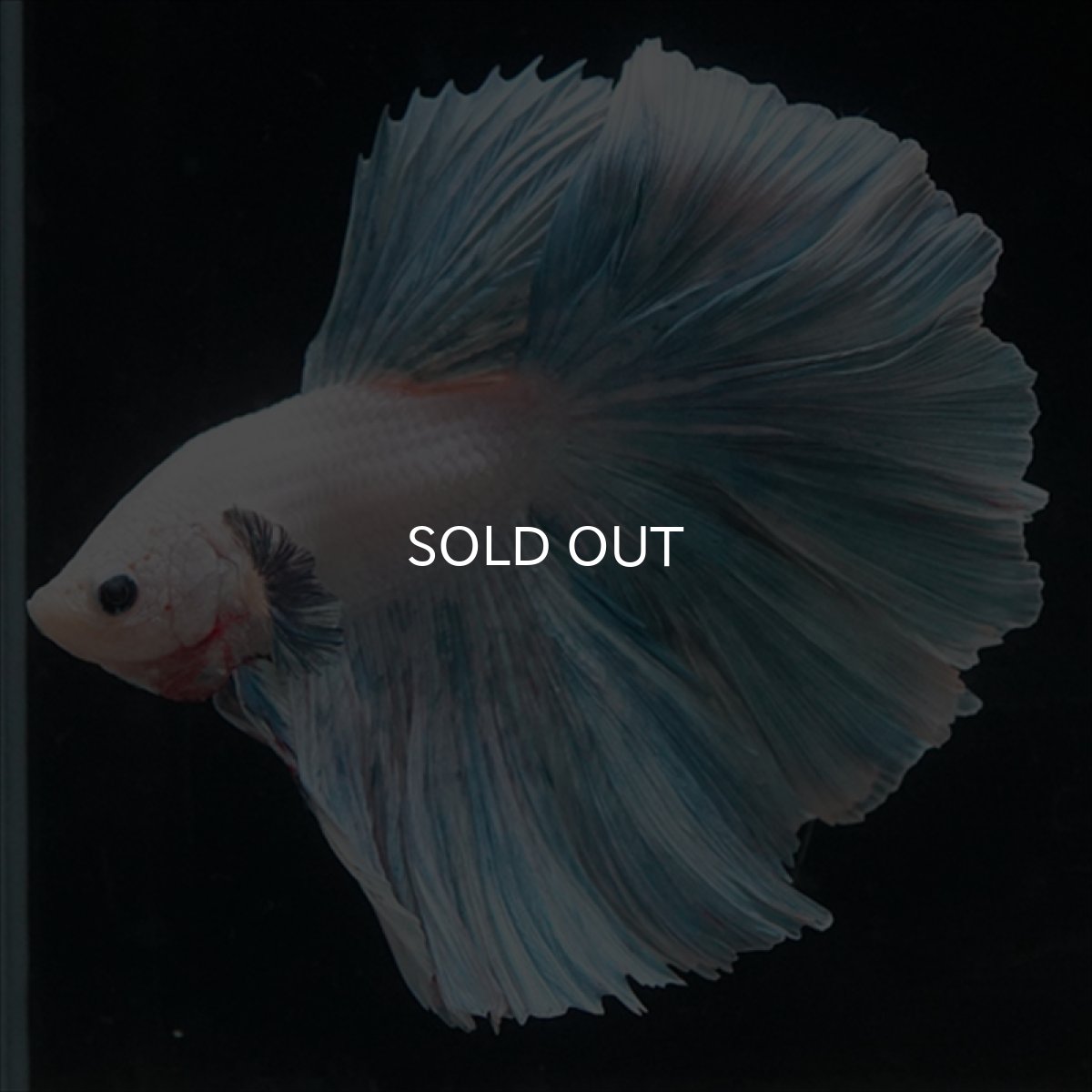 画像6: HM　ホワイトファンシー　ローズテール (6)