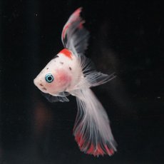 画像9: HM ファンシークリア (9)