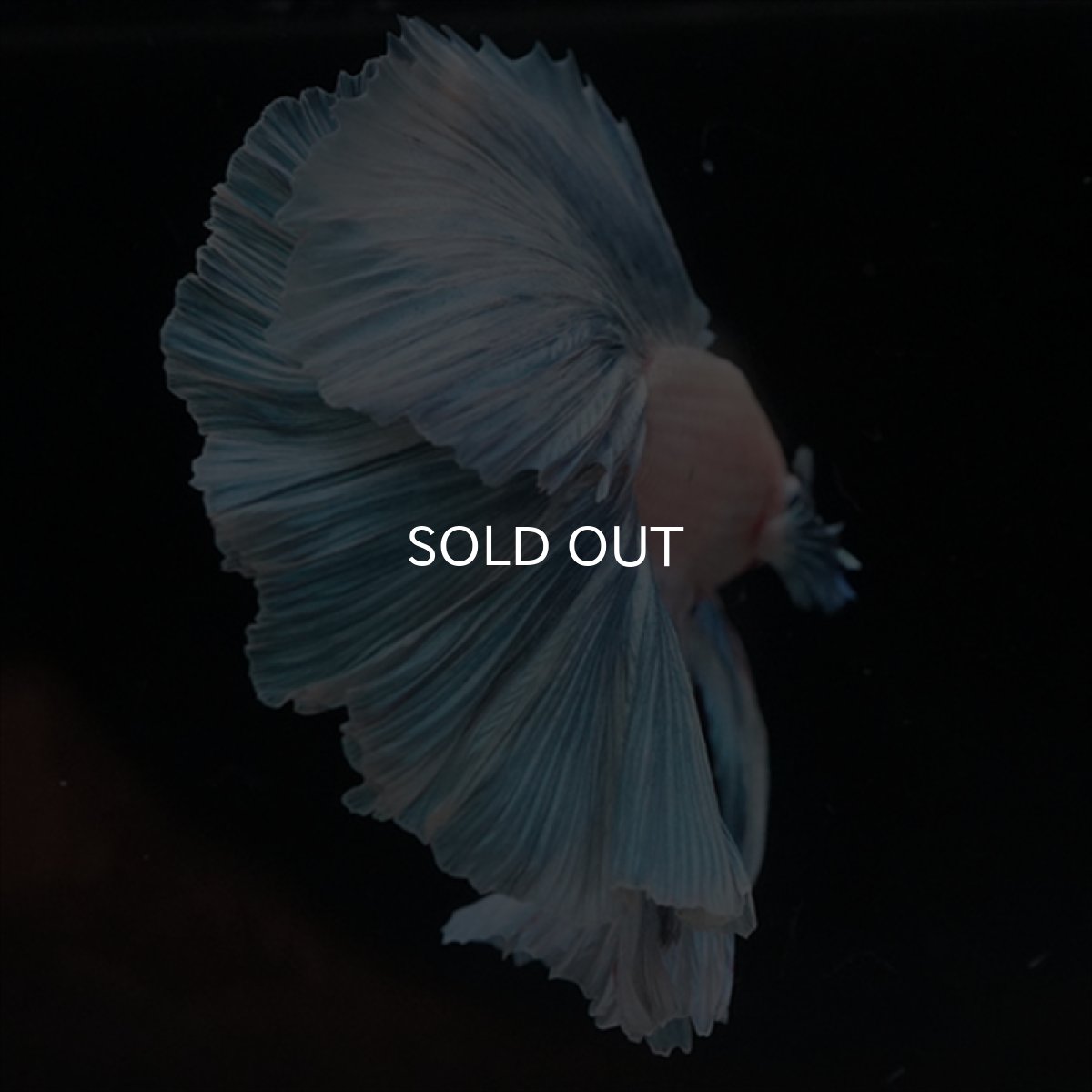 画像7: HM　ホワイトファンシー　ローズテール (7)