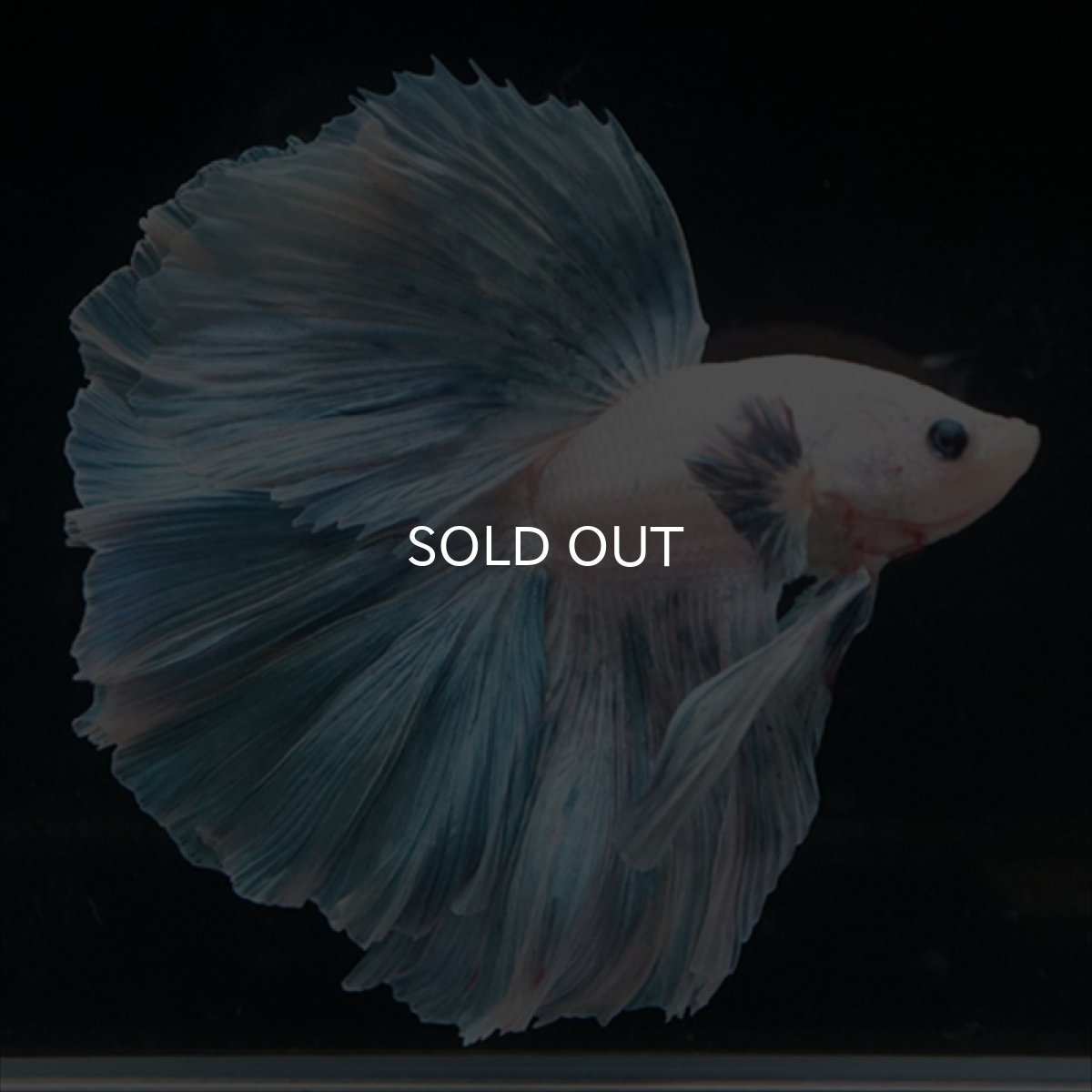 画像3: HM　ホワイトファンシー　ローズテール (3)