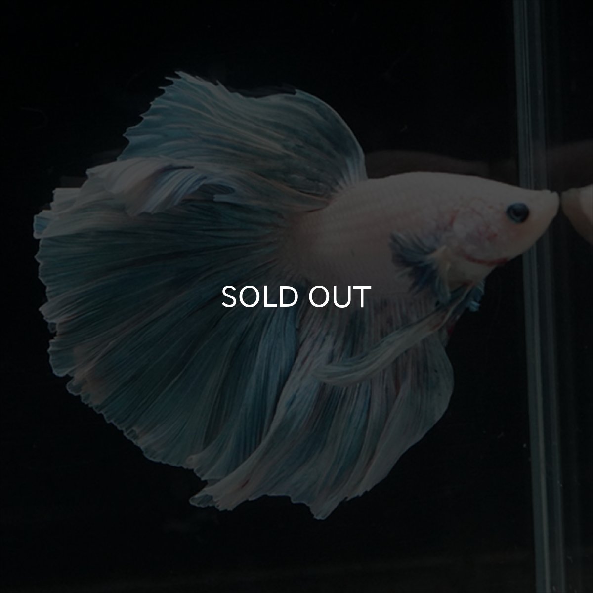 画像9: HM　ホワイトファンシー　ローズテール (9)