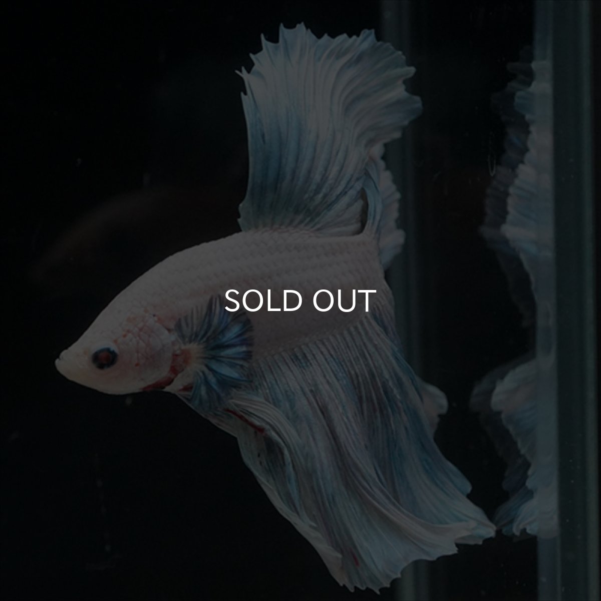 画像10: HM　ホワイトファンシー　ローズテール (10)