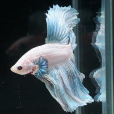 画像10: HM ホワイトファンシー ローズテール (10)