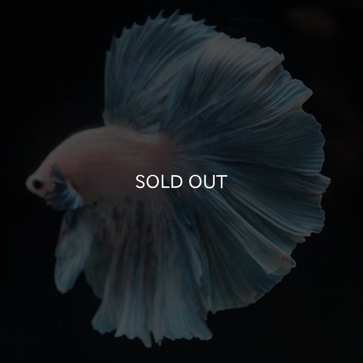 画像2: HM　ホワイトファンシー　ローズテール (2)