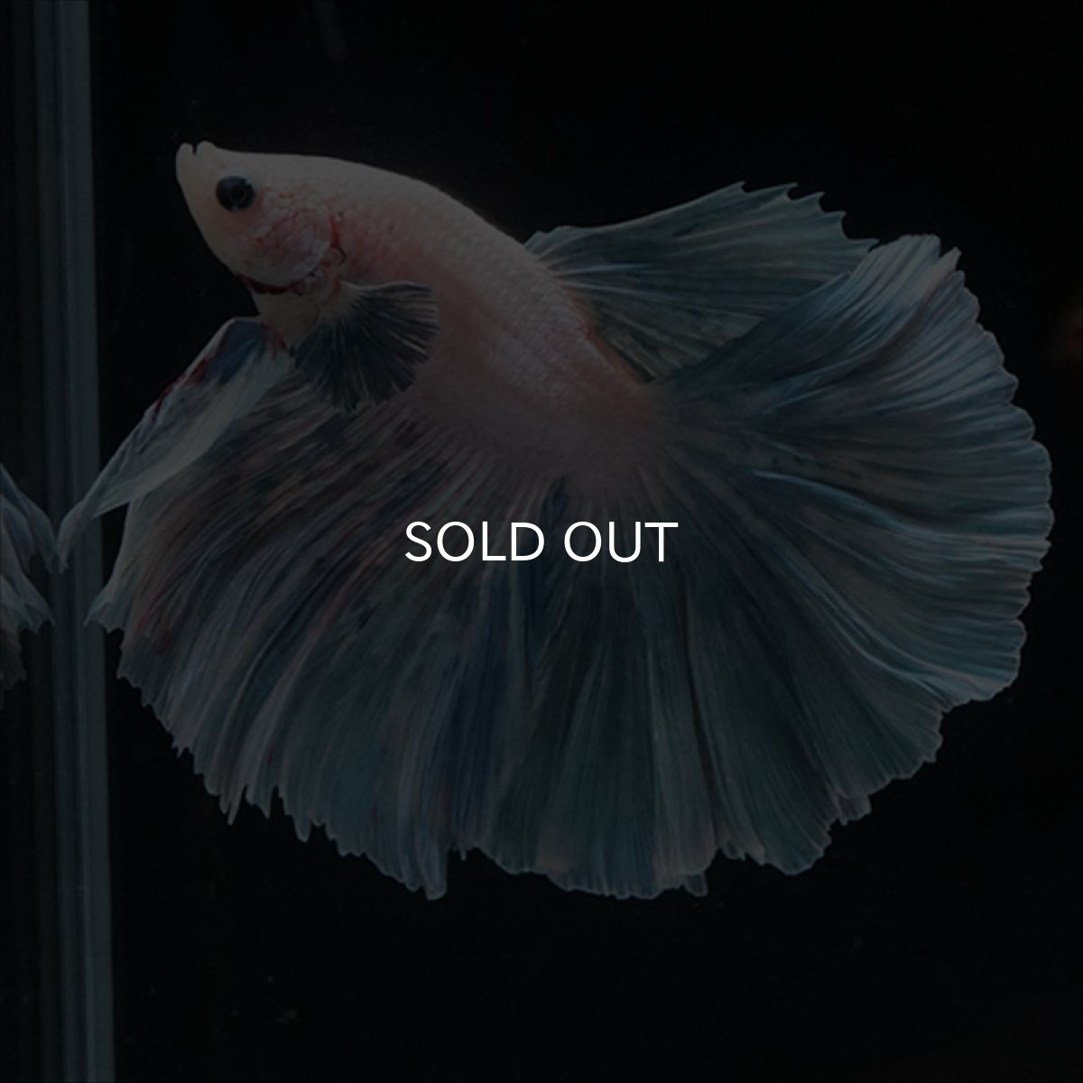 画像1: HM　ホワイトファンシー　ローズテール (1)