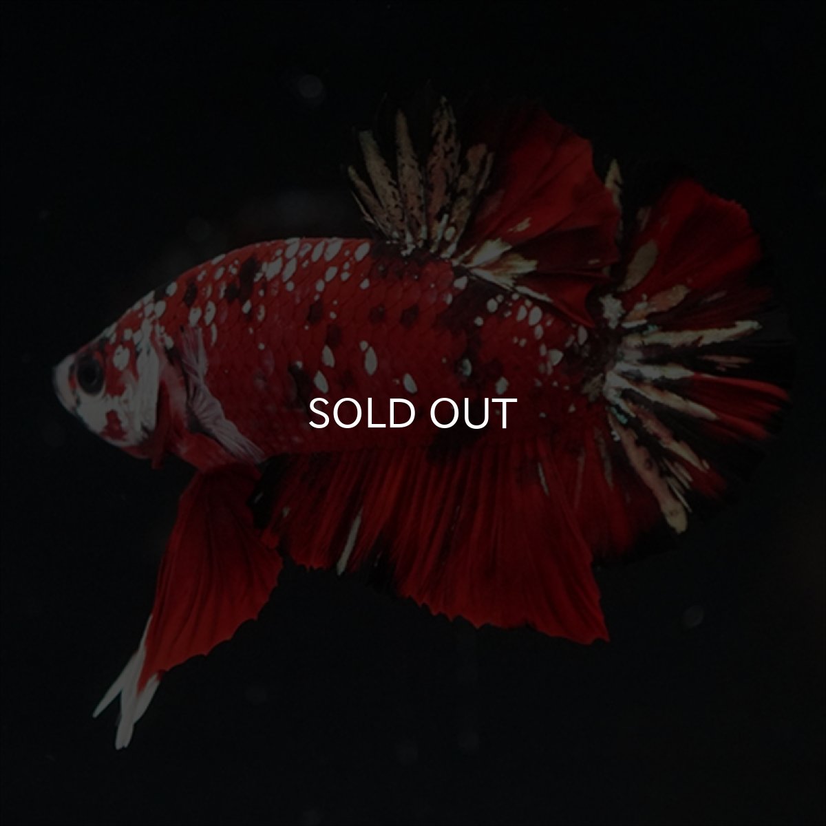 画像1: HMPK レッドカッパーギャラクシー (1)