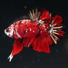 画像1: HMPK レッドカッパーギャラクシー (1)