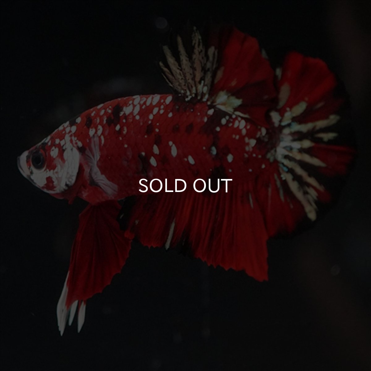 画像3: HMPK レッドカッパーギャラクシー (3)