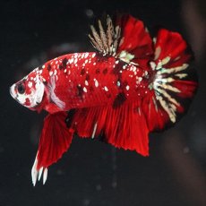 画像3: HMPK レッドカッパーギャラクシー (3)