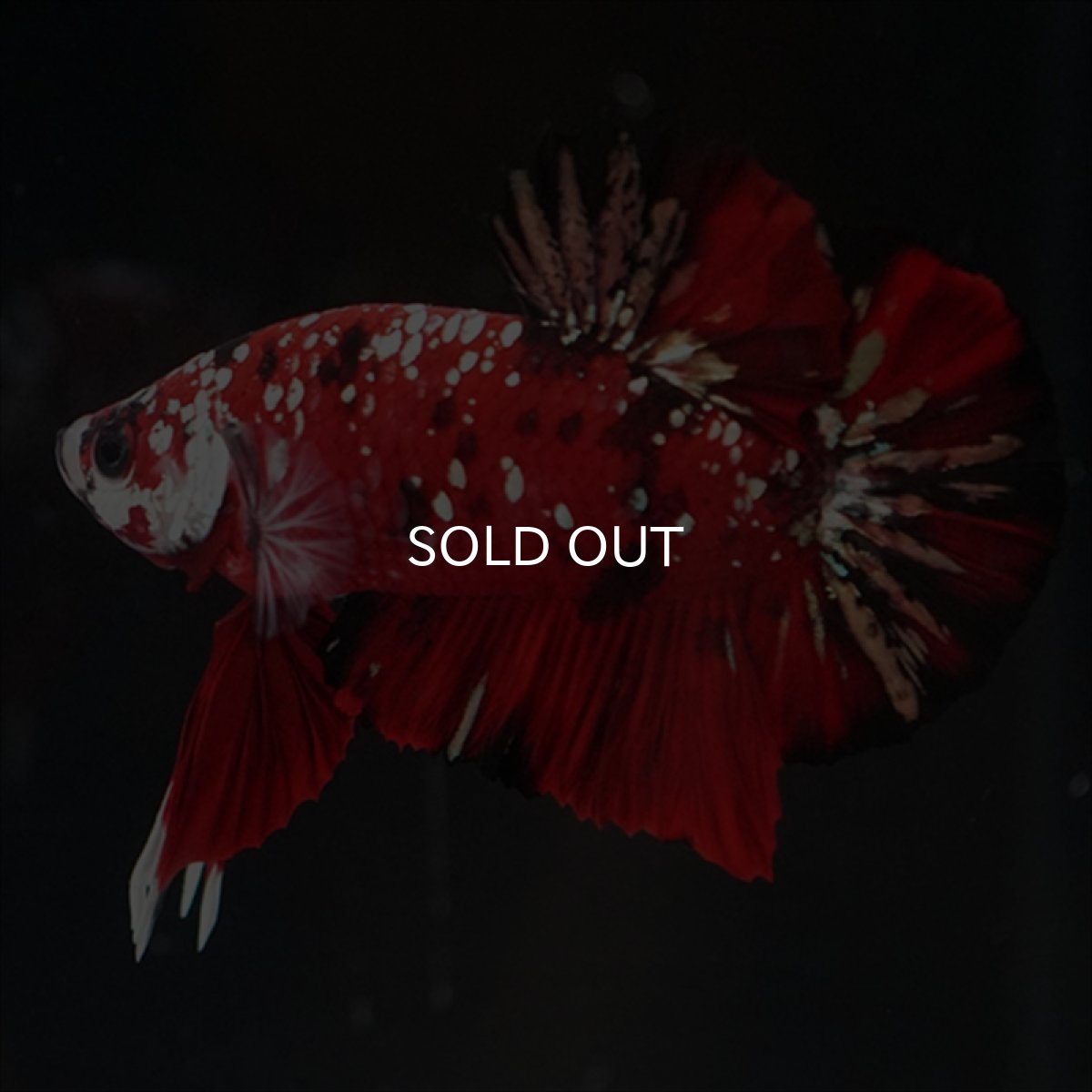 画像4: HMPK レッドカッパーギャラクシー (4)