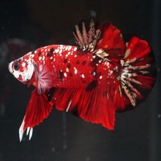 画像4: HMPK レッドカッパーギャラクシー (4)