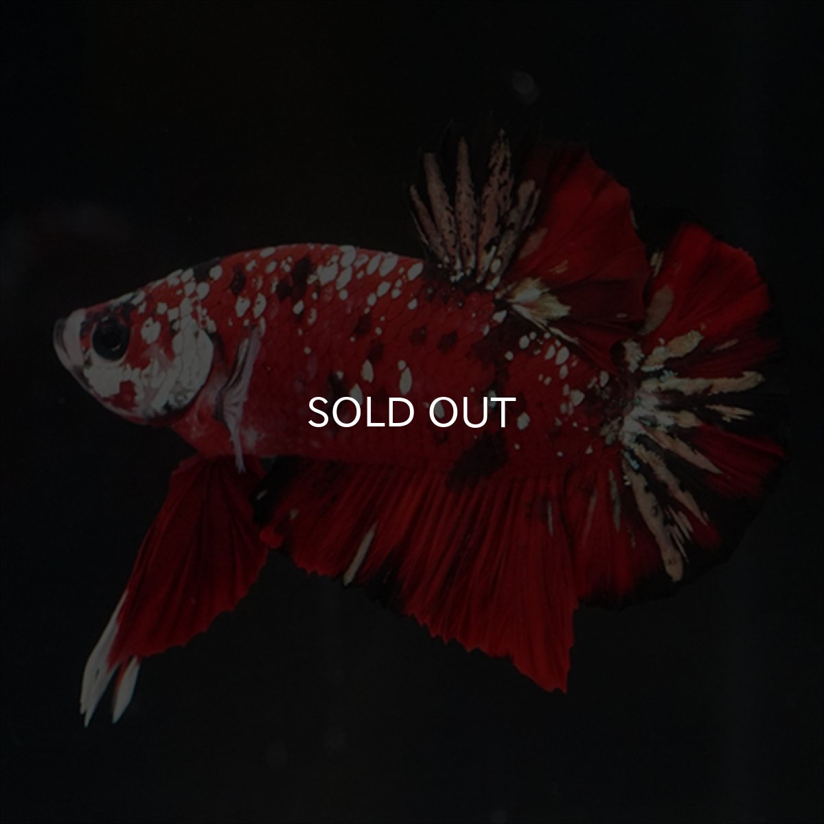 画像5: HMPK レッドカッパーギャラクシー (5)