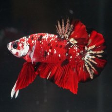 画像5: HMPK レッドカッパーギャラクシー (5)