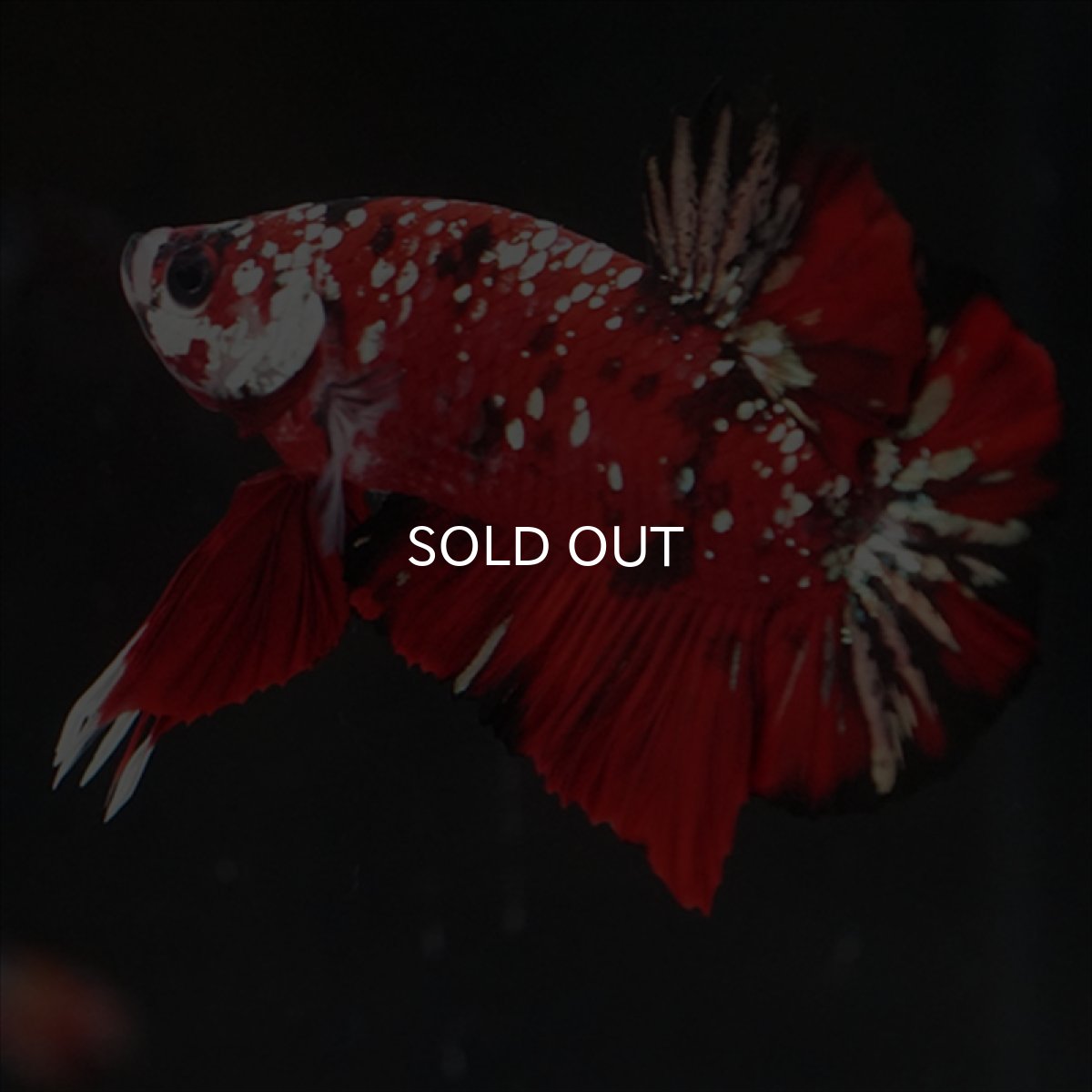 画像6: HMPK レッドカッパーギャラクシー (6)