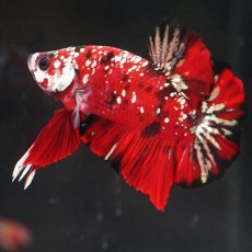 画像6: HMPK レッドカッパーギャラクシー (6)