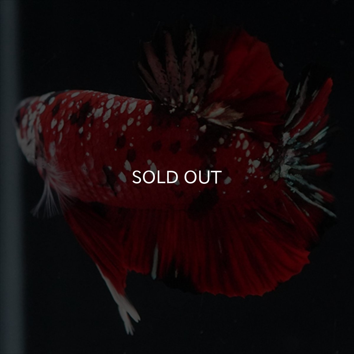 画像7: HMPK レッドカッパーギャラクシー (7)