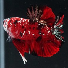 画像7: HMPK レッドカッパーギャラクシー (7)