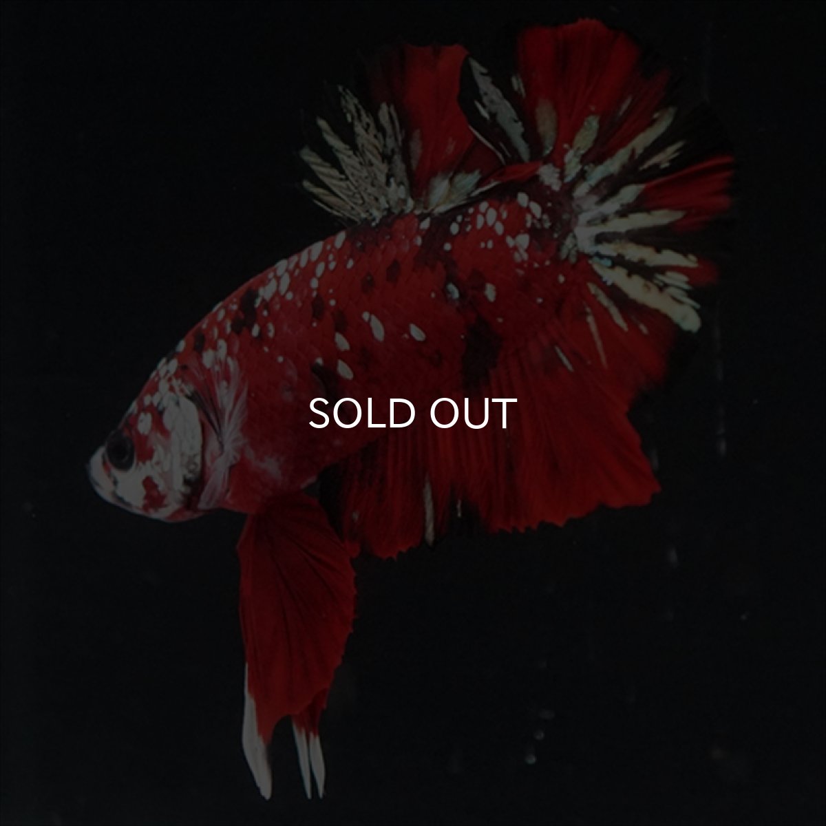 画像8: HMPK レッドカッパーギャラクシー (8)