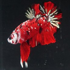 画像8: HMPK レッドカッパーギャラクシー (8)