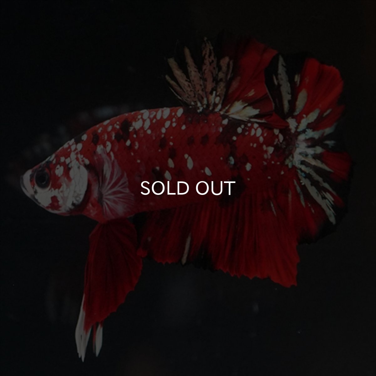 画像9: HMPK レッドカッパーギャラクシー (9)