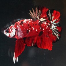 画像9: HMPK レッドカッパーギャラクシー (9)