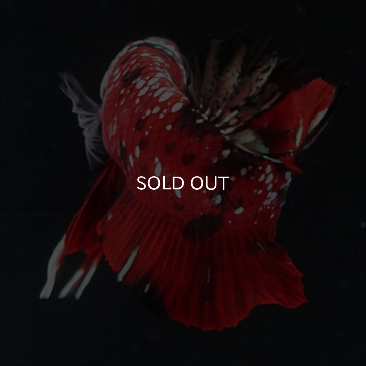 画像10: HMPK レッドカッパーギャラクシー (10)