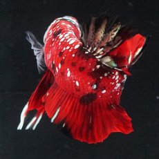 画像10: HMPK レッドカッパーギャラクシー (10)