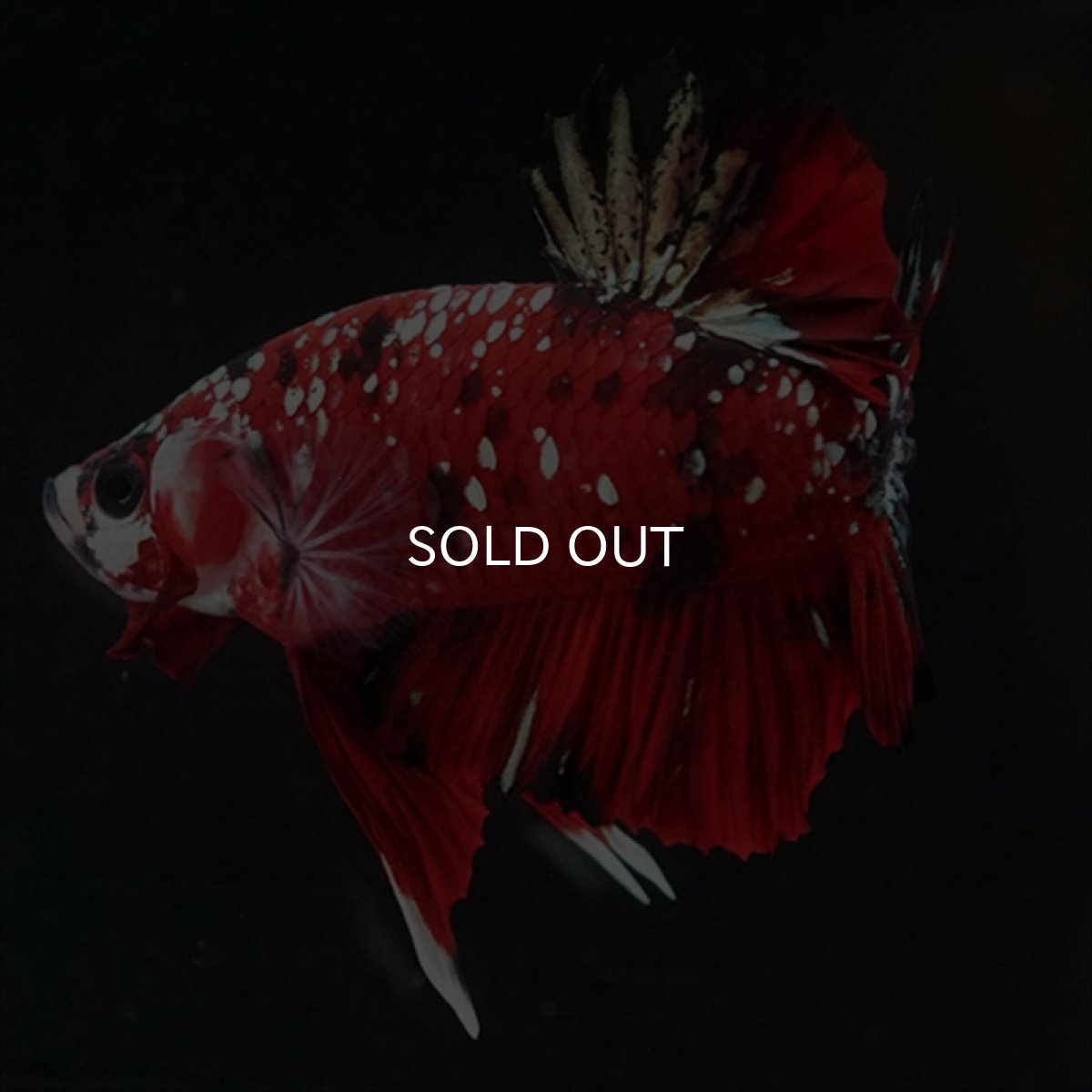 画像11: HMPK レッドカッパーギャラクシー (11)