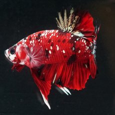 画像11: HMPK レッドカッパーギャラクシー (11)