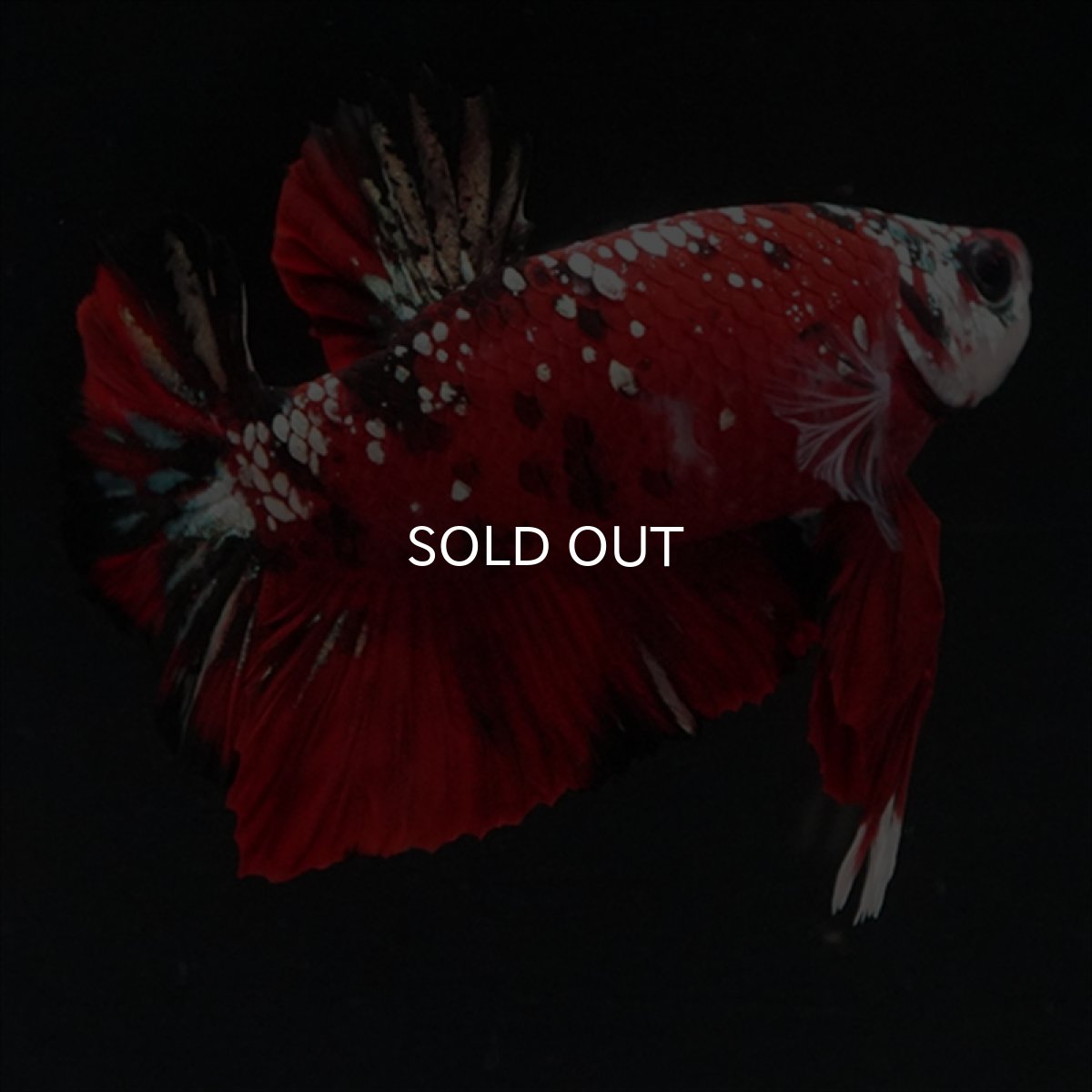 画像12: HMPK レッドカッパーギャラクシー (12)