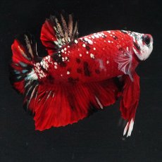 画像12: HMPK レッドカッパーギャラクシー (12)