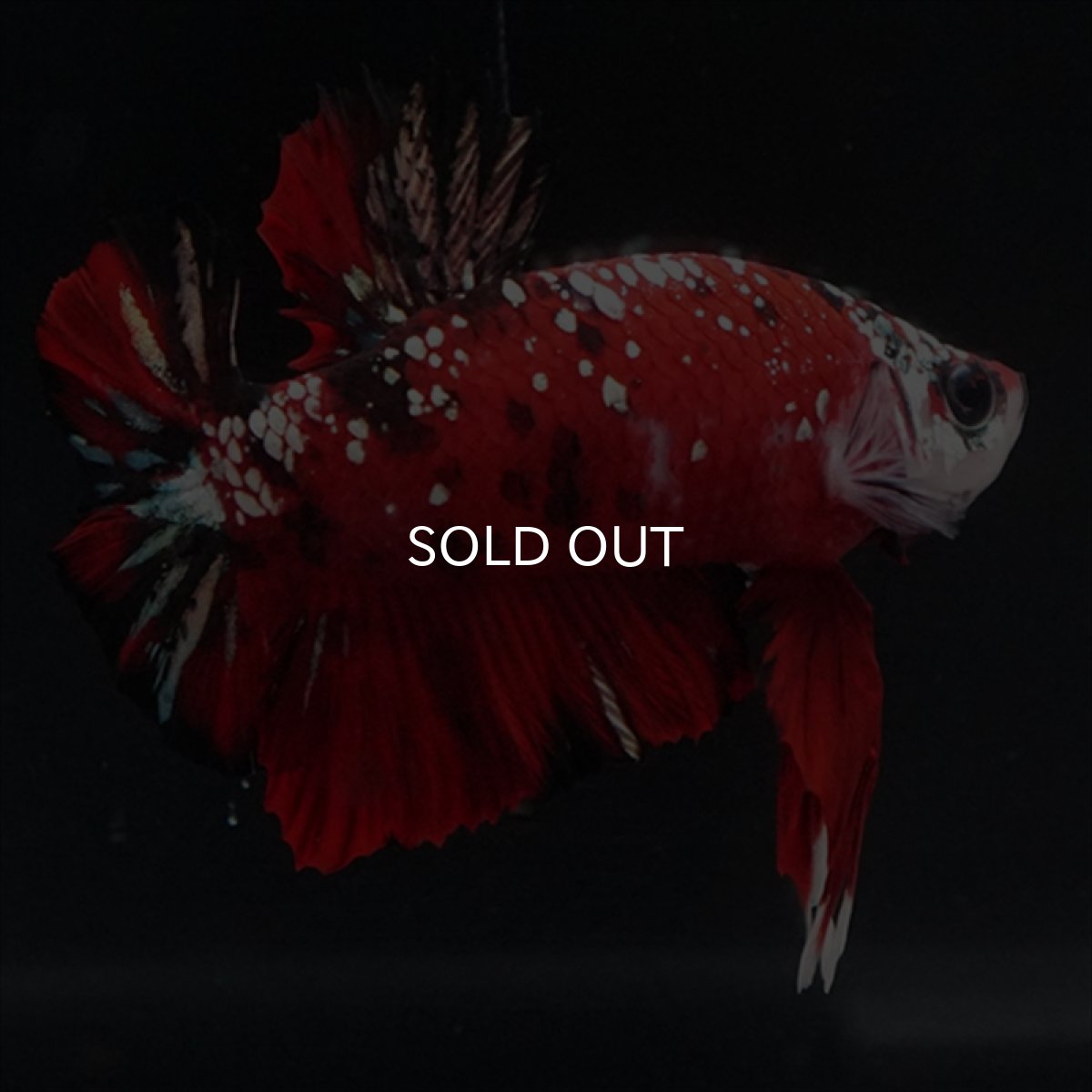 画像13: HMPK レッドカッパーギャラクシー (13)