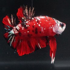 画像13: HMPK レッドカッパーギャラクシー (13)