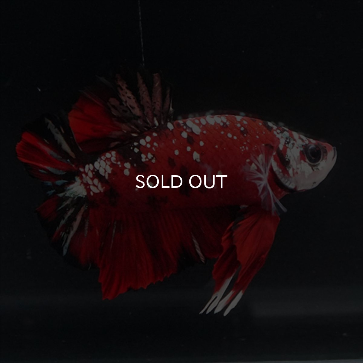 画像14: HMPK レッドカッパーギャラクシー (14)