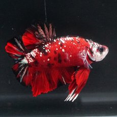 画像14: HMPK レッドカッパーギャラクシー (14)