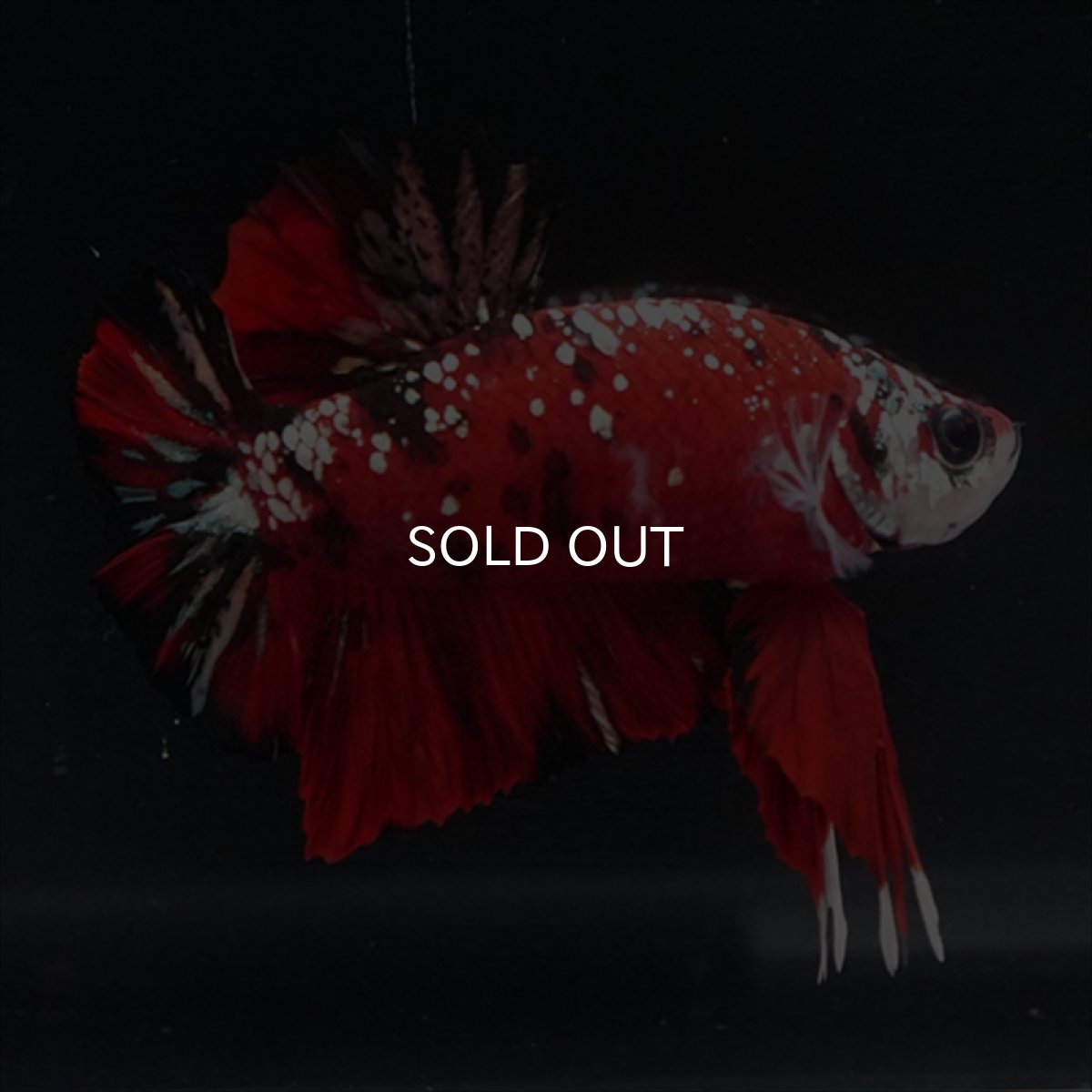 画像15: HMPK レッドカッパーギャラクシー (15)