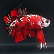 画像15: HMPK レッドカッパーギャラクシー (15)